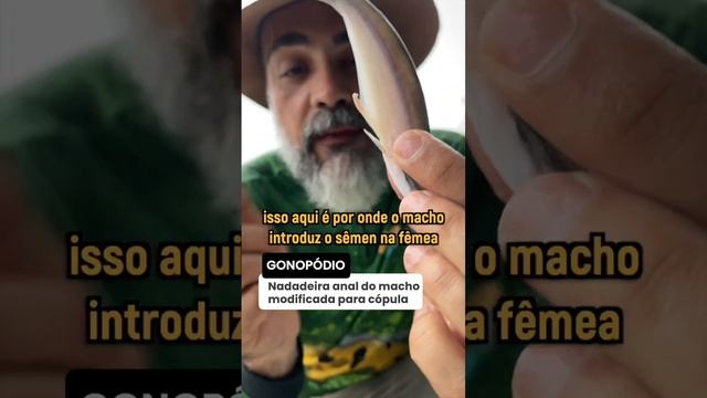Bagre com fecundação interna??? смотреть онлайн