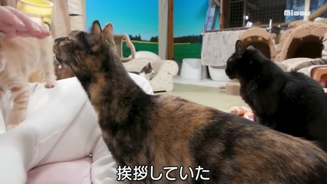 【保護48日目】かわいい子猫の勇敢なダブルパンチ、3匹の先輩猫の反応は？ смотреть онлайн