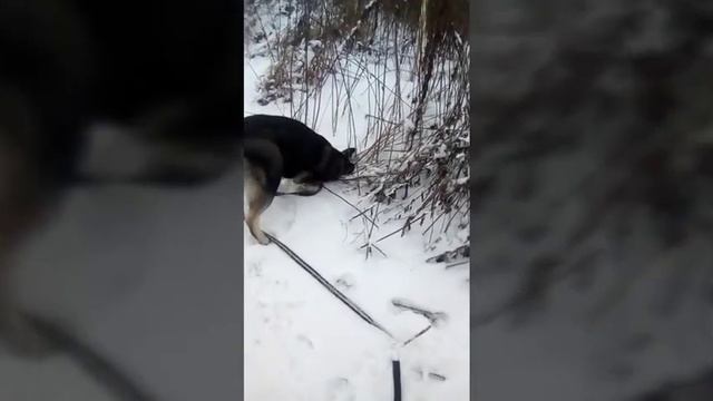 Хаски Поли. Наша помощница на стройке. смотреть онлайн