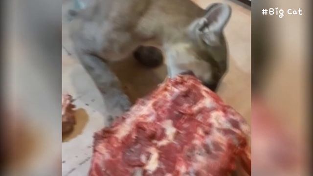Puma Kiara Loves to Eat Meat : Cougar смотреть онлайн