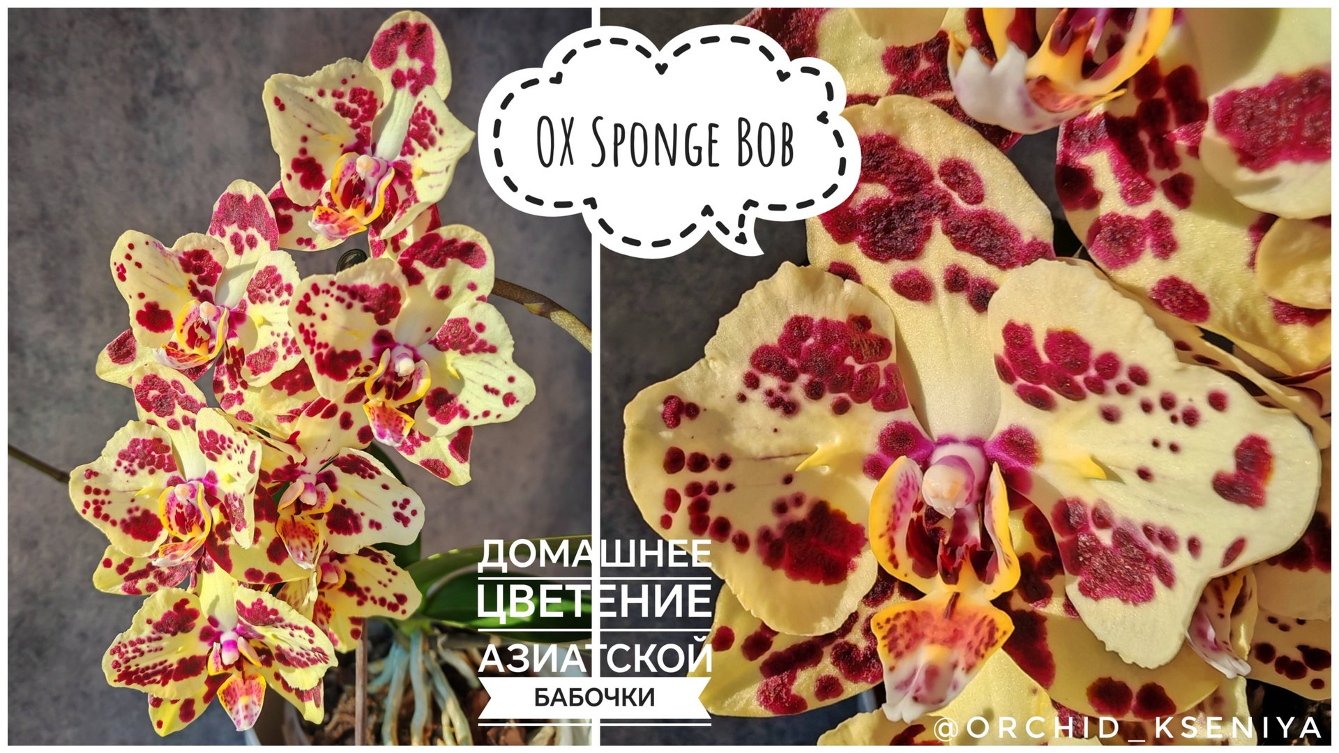 Phal. OX Sponge Bob (peloric - 2 eyes) | Домашнее цветение желтой орхидеи бабочки Спанч Боб | Обзор смотреть онлайн