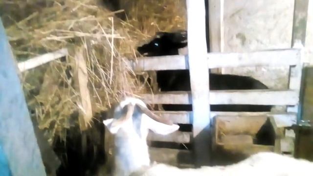 Ночка окатилась!!!!Две козочки -- Звёздочка и Луна!!! смотреть онлайн