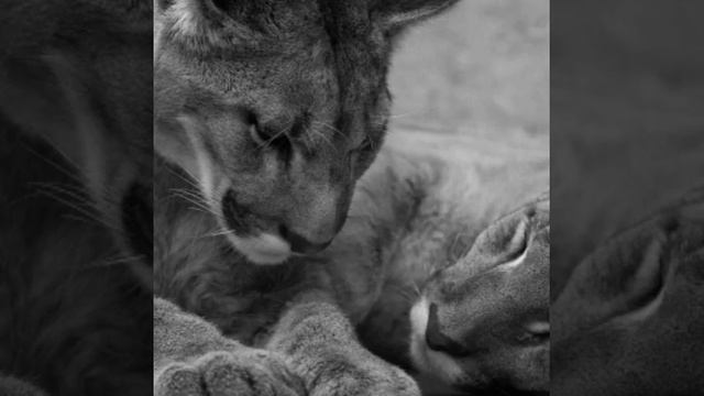 Дикие кошки смотреть онлайн