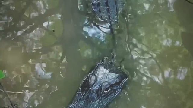 American Alligator vs crocodile attack Python | gator land swamp Louisiana wildlife USA смотреть онлайн