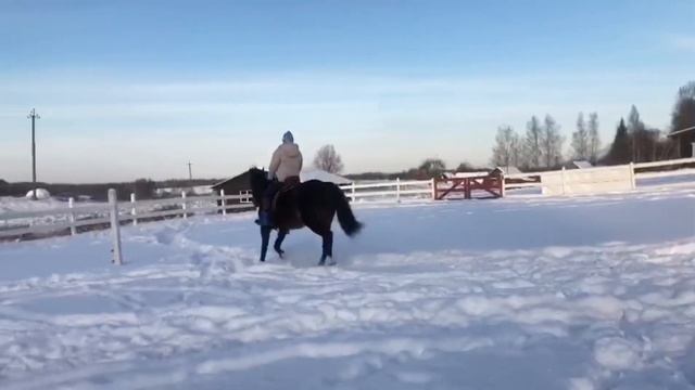 Тренирую Америку , зимний манеж … лошадь немного скользит ! смотреть онлайн