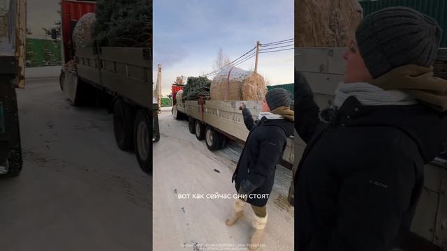 Как доставляют и сажают крупномеры? смотреть онлайн