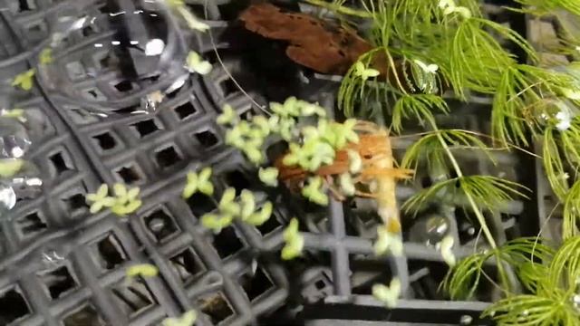 Рак утилизирует креветку смотреть онлайн