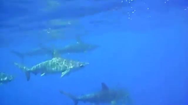 scalloped hammerheads смотреть онлайн