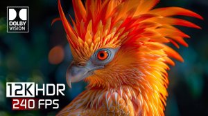 12K HDR 240 кадров/с — Лучшее видео ULTRA HD с Dolby Vision 12K