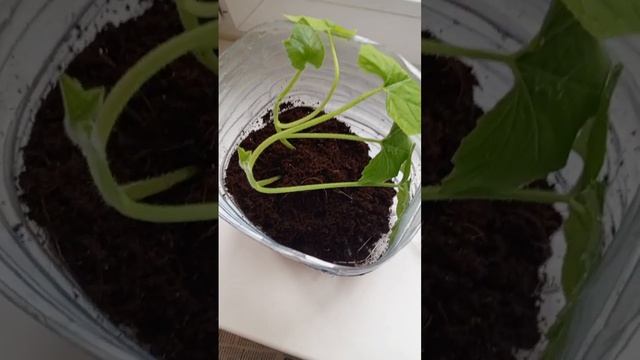 Укоренение подвоя для дыни и арбуза. смотреть онлайн