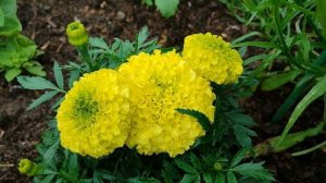 Самые красивые бархатцы - бархатцы Антигуа