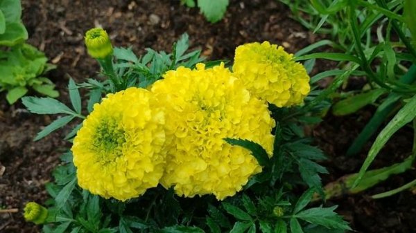 Самые красивые бархатцы - бархатцы Антигуа