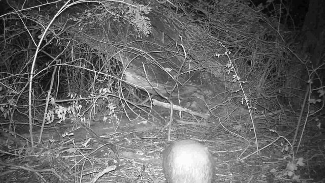 Nightlife In The Forest