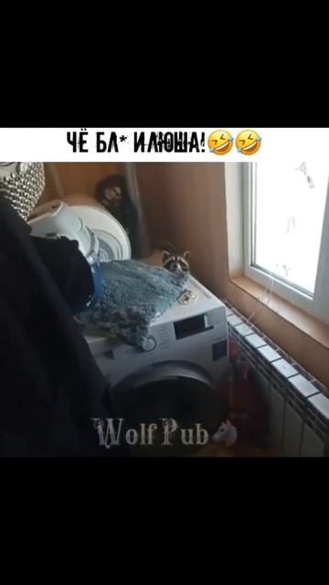Ещё кто нибудь хочет завести енота?🤣 смотреть онлайн