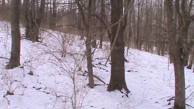Rabbit hunting with beagles Buck & Thorn...Lance bags a limit part 1 смотреть онлайн