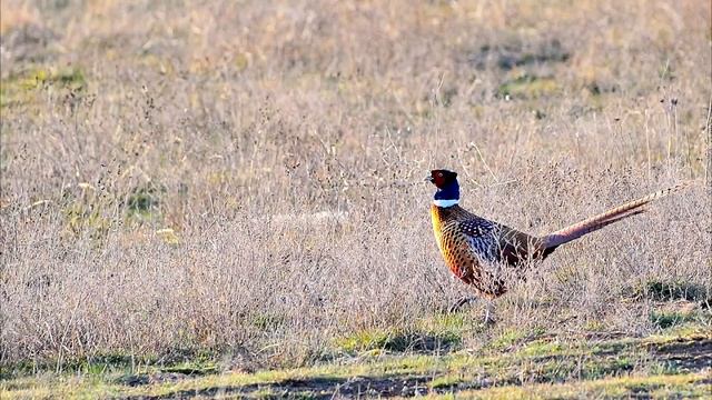 ФАЗАН смотреть онлайн