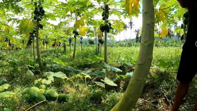 Harvesting With Papaya Boys Part1 | John Riot смотреть онлайн