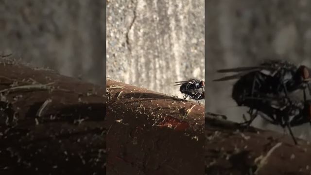 Flies mating смотреть онлайн