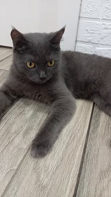 Хитрая мордочка смотреть онлайн