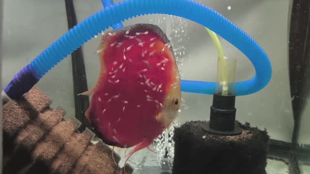 Быстрый обзор разводни смотреть онлайн