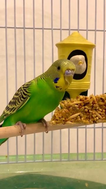 Волнистый попугай ест лакомство 🦜 смотреть онлайн