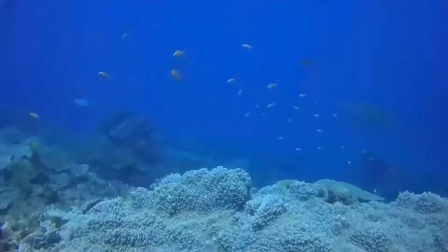 Sodwana February 2017 смотреть онлайн