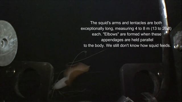 The Bigfin Squid смотреть онлайн