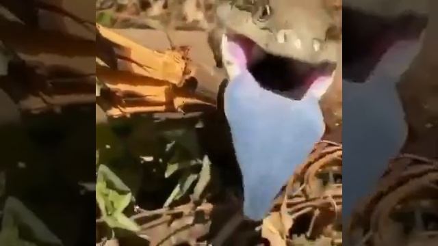 Исполинские ящерицы смотреть онлайн