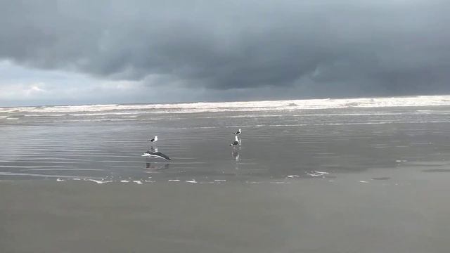 As gaivotas de Peruíbe, 27/03/2022. Чайки в Перуибе, 27/03/2022. смотреть онлайн