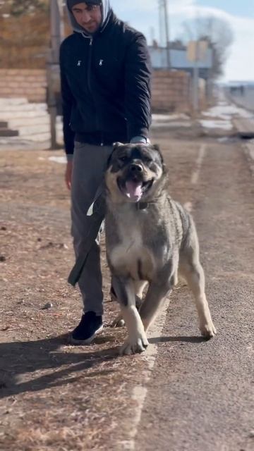 Boyka 2 #alabai #volkodav #алабаи #волкодав #kangal #кангал #зверь #мощь #хищник #собаки смотреть онлайн