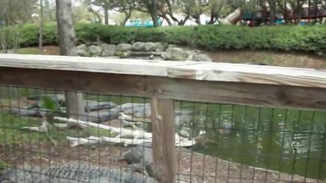 Alligator show at Sea World San Antonio смотреть онлайн