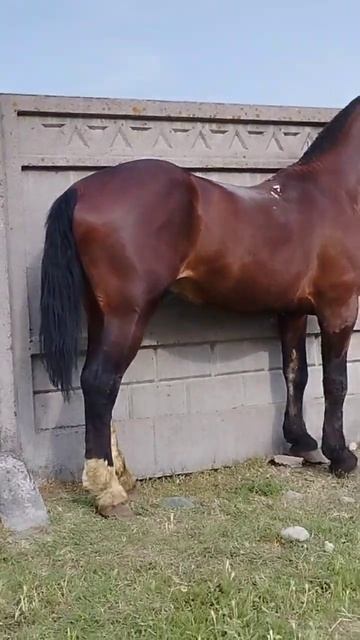 Бароон чыкты 3-жаш #атбазар ##жылкыбазар## кокбору##бишкек ат# смотреть онлайн