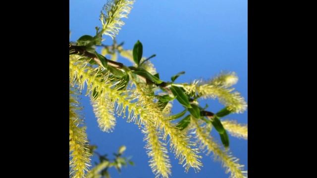 Иволга нам пела о любви! Поёт Валерий Гулянов. Стихи Веры Вассориной. Galine Minich. Dortmund. смотреть онлайн