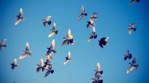 Голуби летят