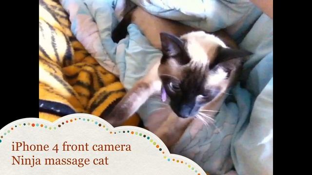 iPhone 4 front camera with Ninja massage cat смотреть онлайн