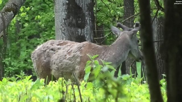 Олени самцы с новыми рогами, но не все перелиняли || Male red deer with new antlers смотреть онлайн