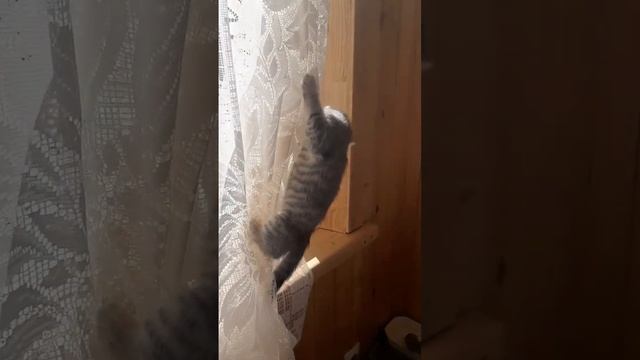 киса ловит мух #котята #скотишстрайт #шотландскиекотята #киса смотреть онлайн