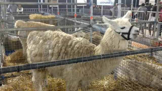 Lama alpaca very cute at Rural exposicion Buenos Aires Argentina 2017 смотреть онлайн