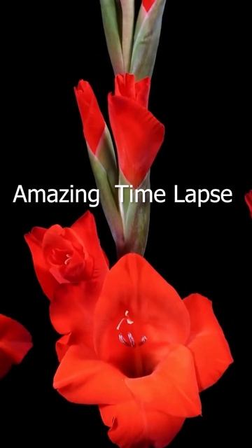 Beautiful Blooming Red Flowers Time Lapse #shorts 🐝💐🌿🌷🍃 смотреть онлайн