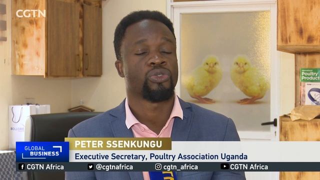 Uganda poultry farmers face losses after Tanzania bans import of chicks смотреть онлайн