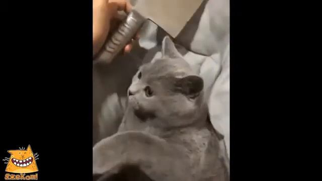 Угроза котику. ЯжеКОТ! смотреть онлайн