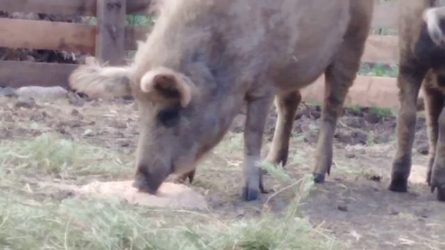 Венгерська мангалиця. Вирощую на продаж. смотреть онлайн