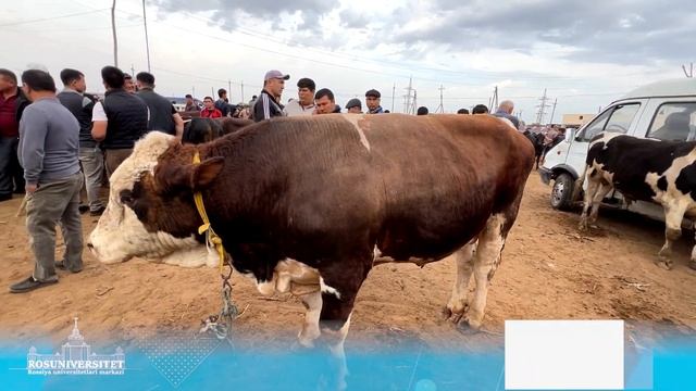 ХОРАЗМ МОЛ БОЗОР НАРХЛАРИ БОГОТ 8-МАЙ 2024 смотреть онлайн