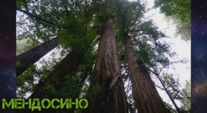.....Самые высокие деревья в мире...