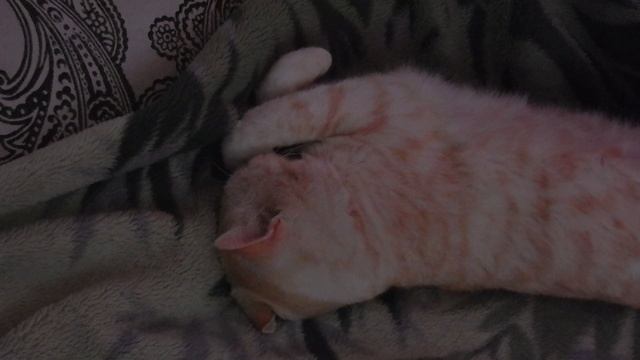 Котик Персик смотреть онлайн