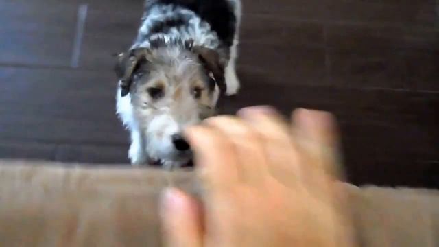 Tara, fox terrier wire смотреть онлайн