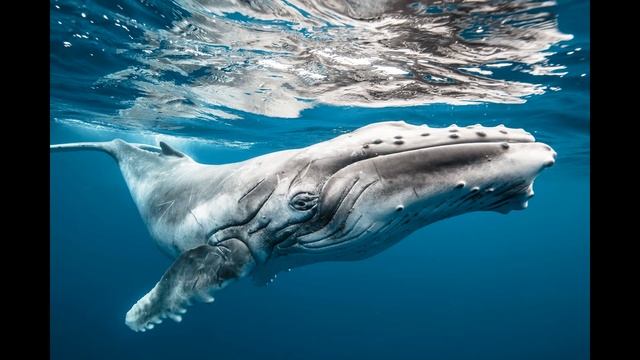 Calming Humpback Whale Sounds: Relaxing Sounds, Sleeping Sounds
