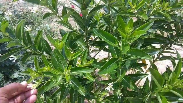 Day Jasmine/Din Ka Raja Plant Care And Growing Tips | Cestrum Diurnum Plant Care Tips смотреть онлайн