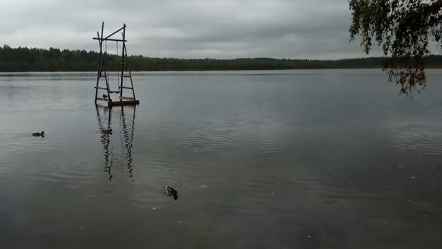 Уточки 😉 смотреть онлайн