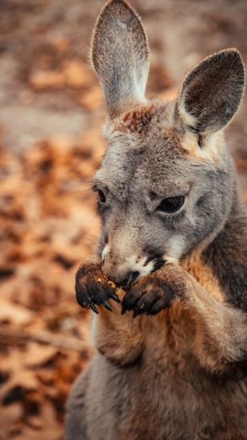 Kangaroo 🦘🦘🦘 #kangaroo смотреть онлайн